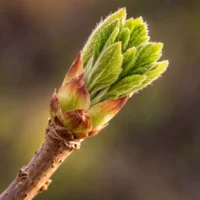 Extrait de bourgeons tilleul