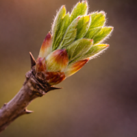Extrait de bourgeons aubépine