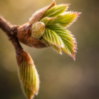 Extrait de bourgeons charme