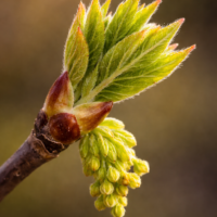 Extrait de bourgeons érable
