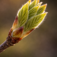 Extrait de bourgeons hêtre