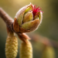 Extrait de bourgeons noisetier