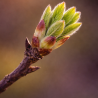 Extrait de bourgeons prunelier