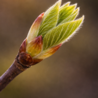 Extrait de bourgeons tilleul