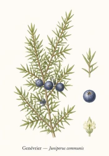 Planche anatomique Genévrier
